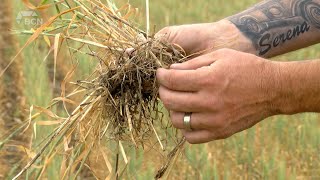 Extreme heat having a negative impact on agriculture - July 6, 2021 - Karsen Marczuk