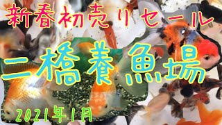 【金魚の新春初売りセール】二橋養魚場〜Japanese GoldFish Shop〜【2021年1月】