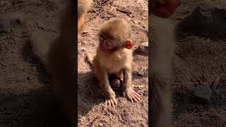 So Adorable Monkeys #Monkey #babymonkey, #animals, #Soadorable #ASMR, #Shorts #BeeLeeMonkeyFans 99