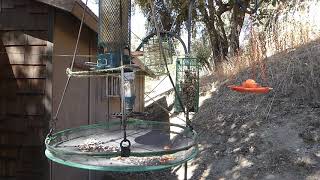 California Mountain Songbird Bird Feeder - Titmice, Mountain Chickadee, Scrub Jay, House Finch