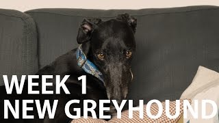 Vlog_010: OUR GREYHOUND'S FIRST WEEK