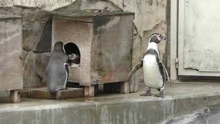 フンボルトペンギン (福岡市動物園) 2019年4月23日