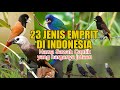 23 JENIS BURUNG EMPRIT DI INDONESIA, INI DIA EMPRIT CANTIK DARI PAPUA BURUNG HAMA YG HARGANYA JUTAAN