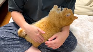 赤ちゃんみたいにパパのお腹をふみふみする猫