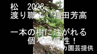 松　2023　渡り職人　福田芳高　　一本の樹に注がれる個々の感性！　　ヤマカ園芸提供