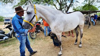 FEIRA DE CAVALOS DE FIM DE ANO EM ALTINHO-PE  21-12-2024