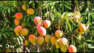 Mango farming in Kenya
