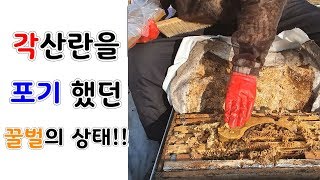 2020년 1월 4일 각산란을 포기했던 꿀벌의 상태!!