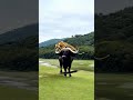 buffalo with lion animal world animal planet viral shorts