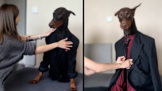 Doberman Dog Is A Fashion Model