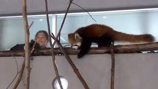 レッサーパンダこんなに近く！「Full HD」I can see near the red pandas.