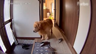 出張中に愛犬の様子をカメラで覗いたら切なくなった。鹿児島出張編