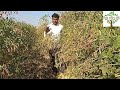 देशी गावरानी बहुवार्षिक तुर desi gavran jugaad longtime tur plant farming pure organic desi jugad