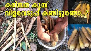 Karimbana koomb| Karimbana | കരിമ്പന കൂമ്പ് | കരിമ്പന കൂമ്പ് വിളവെടുപ്പ് | Karimbana Krishi