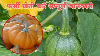 यसरी धेरै फलाउन सकिन्छ फर्सी। farsi kheti garne tarika । pumpkin farming