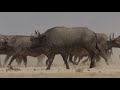 Leonas vs búfalos ¿quién ganará  Ríos de África  Animal Planet