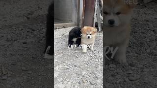 【秋田犬子犬】モフモフ毎日成長記録！#shorts