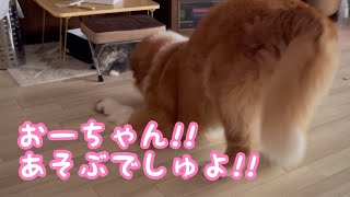 《ノリノリの愛梨ちゃんと 冷めてるおーちゃん》 ピレバニ グレートピレニーズ