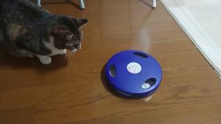 【初めてシリーズ】 初めて電動のおもちゃで遊ぶ猫 最初は警戒していたが…