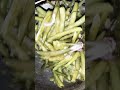 cluster beans gawarkisabzi gawarfali gawarreceipe food bhawanipatna bulbulminakshi kalahandi