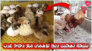 تهجين ديك 🐓 لوهمان مع دجاجات عرب تحضير خانات لتربية الفراخ 🐣 يوم الفقسه