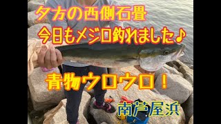 夕方の西側石畳で今日もメジロ！　fishingmax芦屋店