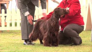 Southern Counties 2015 - Gundog group