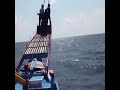 Nelayan taiwan menangkap ikan marlin dengan tombak