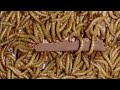 can mealworms eating chocolate kitkat watch this satisfying timelapse