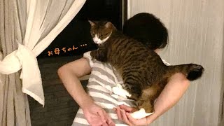 大好きなお母ちゃんが昼間家にいないので夜に甘えまくる末っ子猫