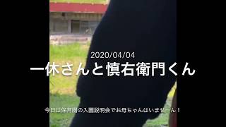 【一休さんと慎右衛門くん】島本家㊙️映像