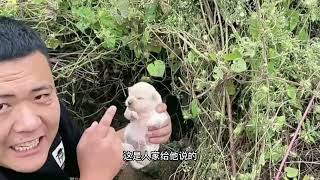 可怜的流浪狗，饿的不行了，必须想办法救它#猫,狗