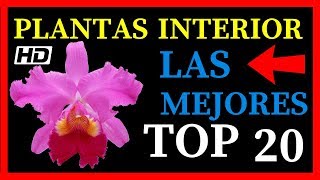 20 Plantas De Interior 💚 Grandes Pequeñas y Aromáticas 💚 Que Puedes Cultivar En Casa