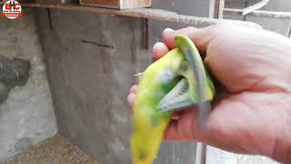 Lovebirds Colony Se Self Chicks Nikalna | Lovebirds Avairy Breeding Tips Season 2019