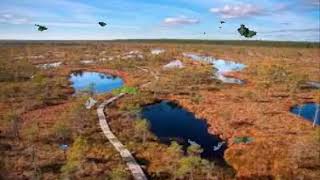 Amazing Bog Pictures