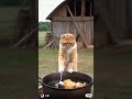 The cat catches the chicken then processes it and enjoys it with the baby. Cr:douyin(id in video)