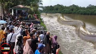 Heboh Penampakan Ular Raksasa Tangkalaluk di Kalimantan!! Ini Fakta Berbagai Mitos Ular di Dunia...