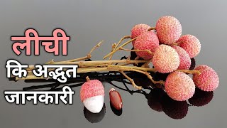 लीची की रोचक और ज्ञानवर्धक जानकारी / All about lychee in hindi