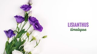 Lisianthus blossom timelapse