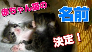 赤ちゃん猫の名前 決まりました。猫たちとの穏やかな日常！