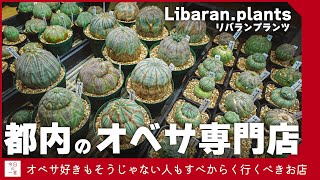 都内のオベサ専門店「リバランプランツLibaran.plants」にあった丸々なオベサ達が可愛すぎたので紹介したい【アガベ・塊根・多肉】