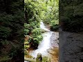 양산 홍룡사 사찰 전경 대나무 계곡 거대한 대나무 big bamboo waterfall