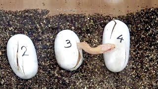 A large number of white Japanese rat snake have been born