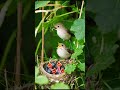 A bird sitting near its nest, symbolizing care and the cycle of life in the natural world.