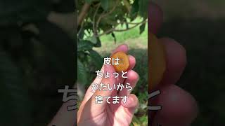 ビワの季節到来！！