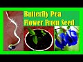 How to Grow Butterfly Pea Flower From Seeds: Growing Aparajita Plant From Seeds