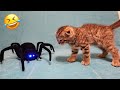Best Funny Dogs and Cats Videos😺🐶Funniest Animal videos 2024😛Part 26