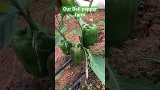 Our bell pepper farm in Jos. Farming is all about planting, nurturing \u0026 reaping. #farming #greenfit