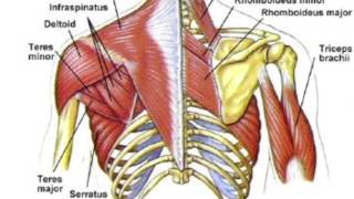 Biomechanics of Baseball Throw-CUNE