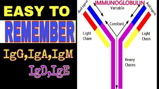 Antibody structure and function | Immunoglobulins | IgG IgA IgM IgD IgE? | Antibodies |